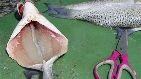 fish without bones